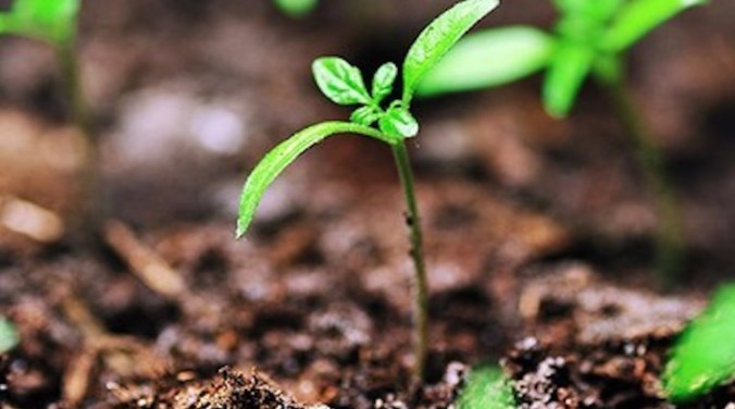 take-root-breaking-ground-750x418